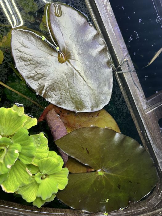 Продам аквариумные растения