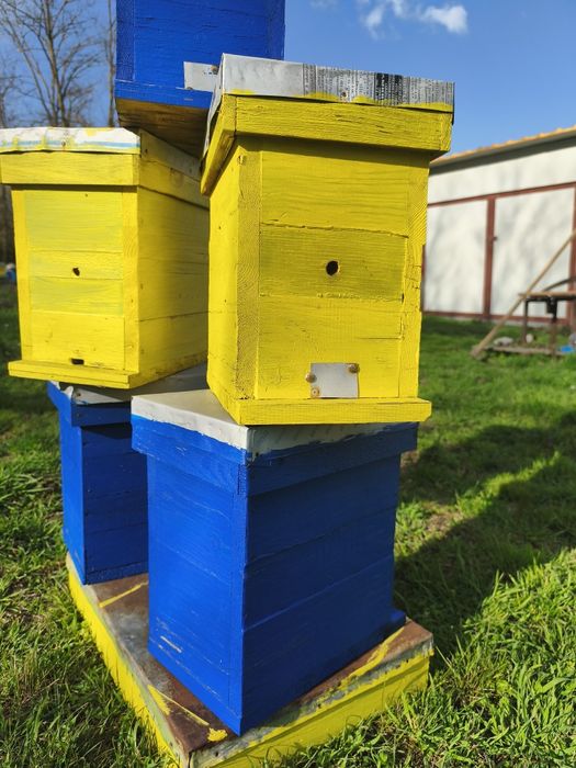 Оплодни нуклеуси