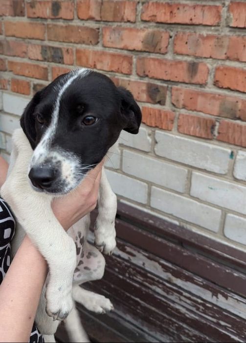 Отдадим щенков. Девочка и мальчик