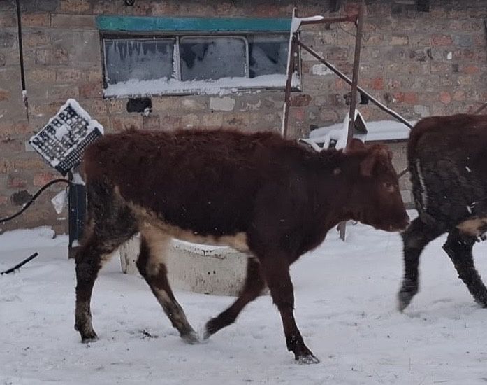 Торпақ   сатылады