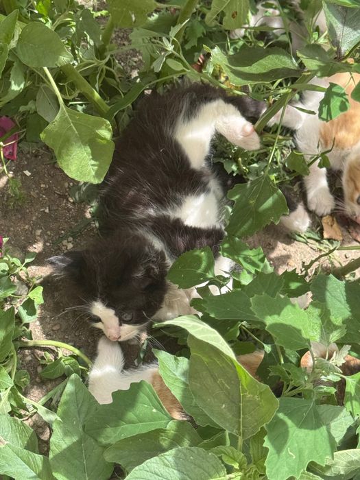 Adopție Pisici , pun la adopție 4 pisici