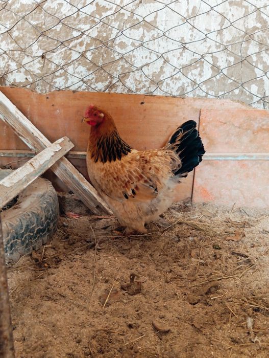 3мекендер  Сатылады