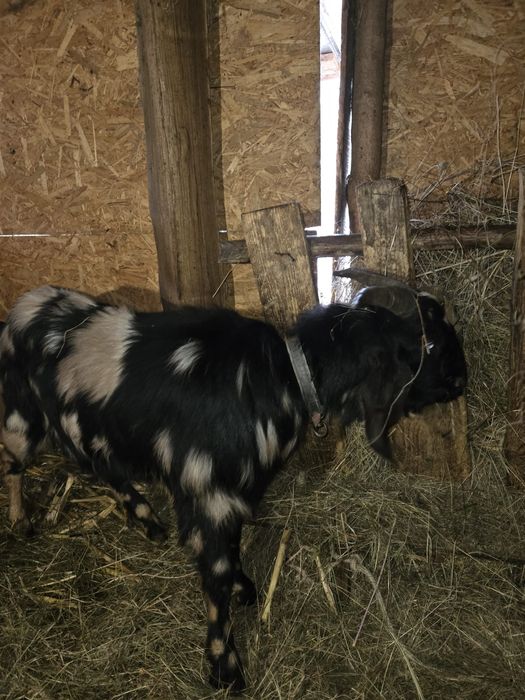 Vând ieduțe si țap