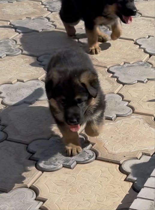 Щенки немца чистые рабочие