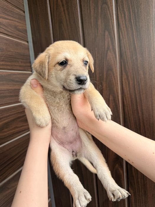 Щенок, девочка, дворняга ищет хозяина