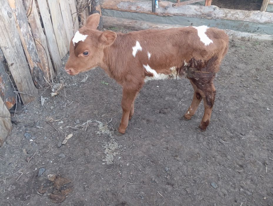 Продам тёлочку сементал молочная