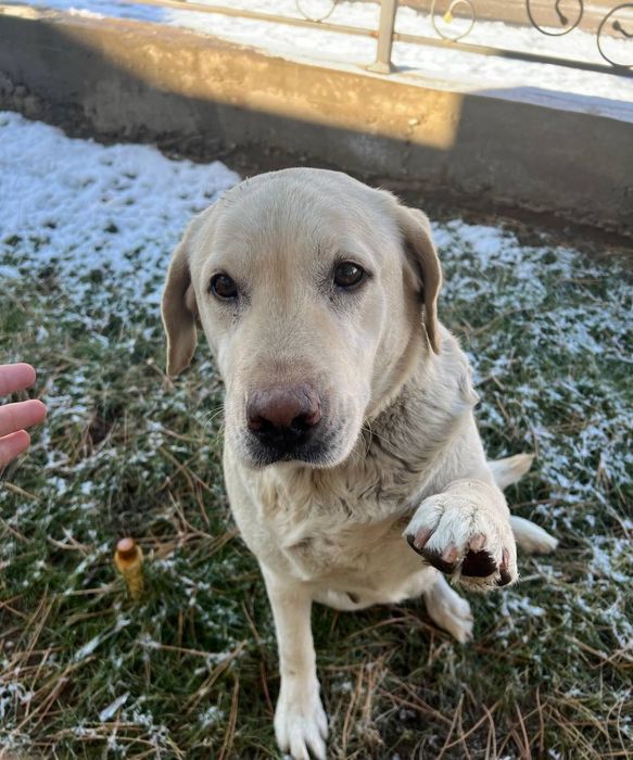 продаётся женщина лабрадор