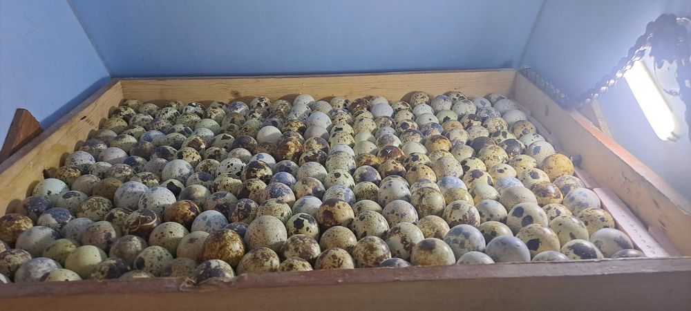 Bedana jo‘jalariga zakaz olamiz