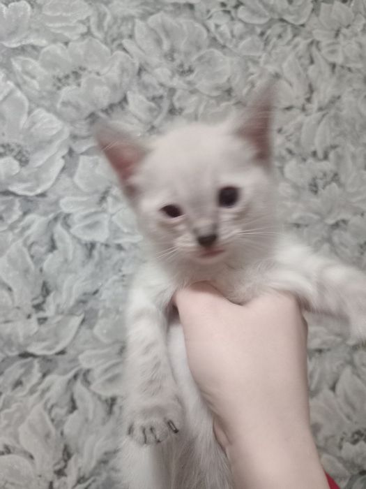 Котенки в добрфе руки