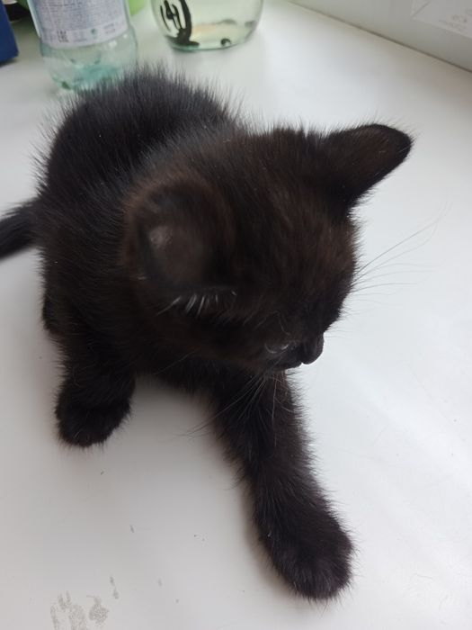 Котенки девочки 1 месячный