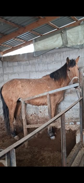 Семіз бие сатылады