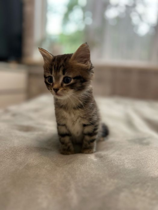 Отдаю котят в добрые руки