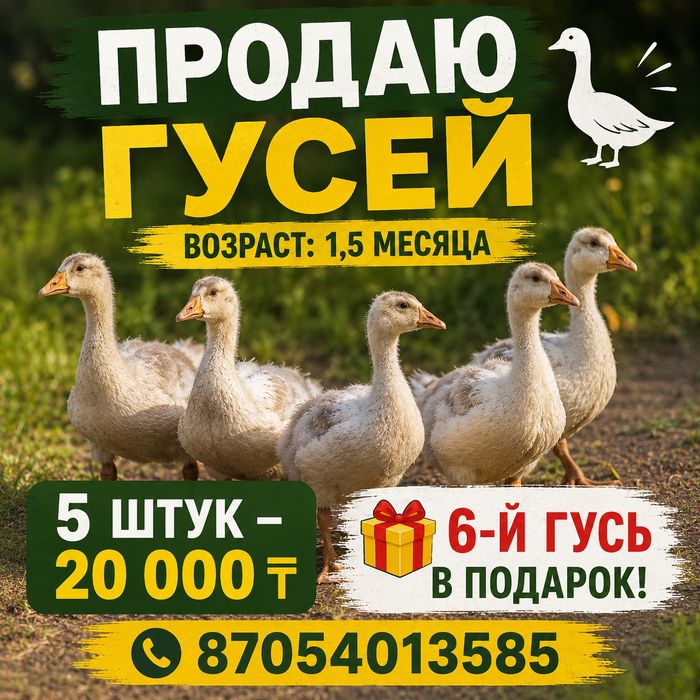 Продам гусей 1,5 месяца