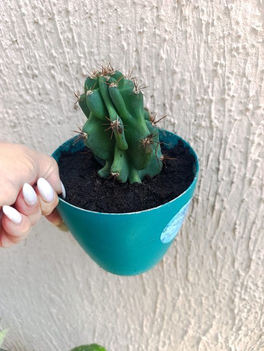 Продам кактус цериус