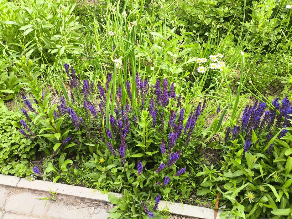 Продам саженцы цветов