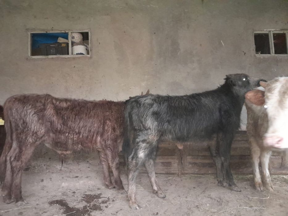 Жемде тұрған бұқалар