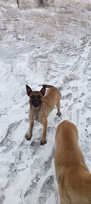 Бельгийская овчарка (малина)