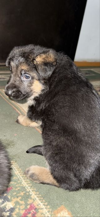 Продается щенок немецкой овчарки ( девочка)