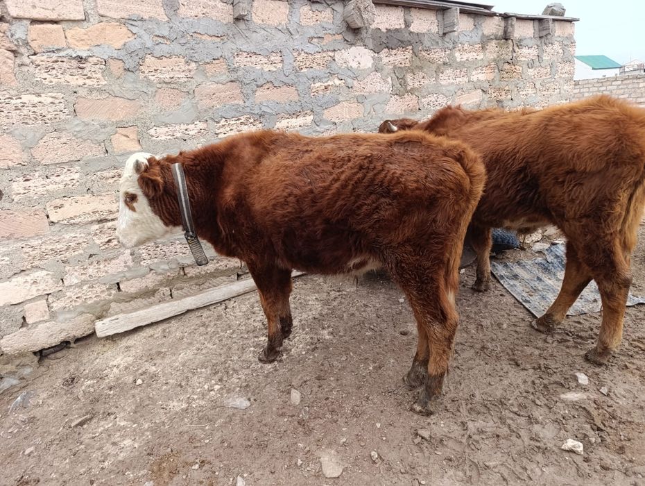 2 жасар өгіз сатылады