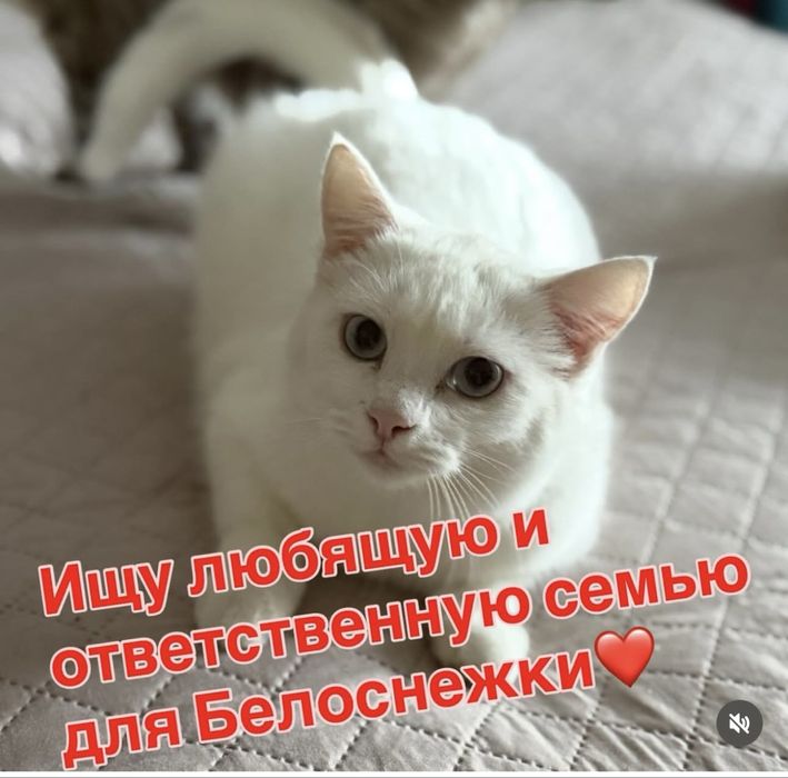 Ищу семью для Белоснежки. Стерилизована.
