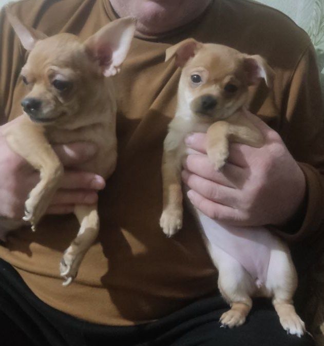 Продам щенка чихуахуа