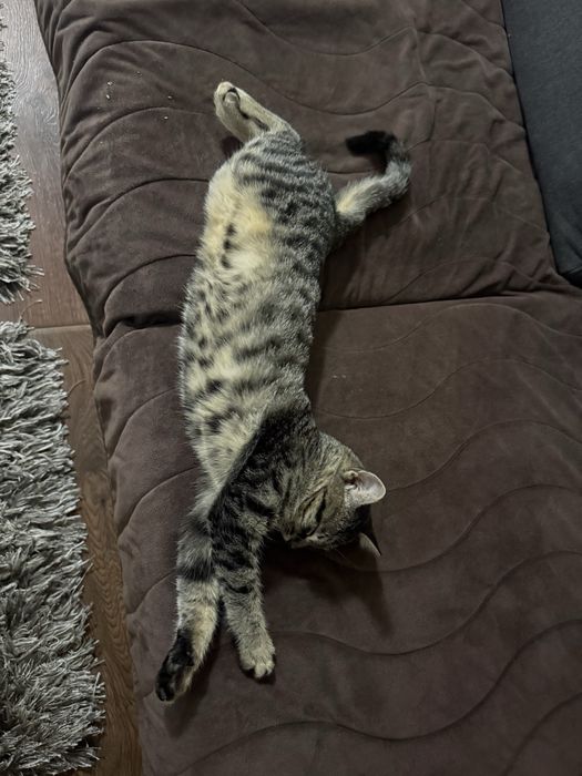 Котки две едната на 5месеца другата на 8месеца