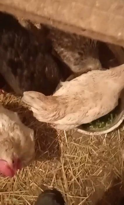 Молодые куры несушки, петухи, гуси