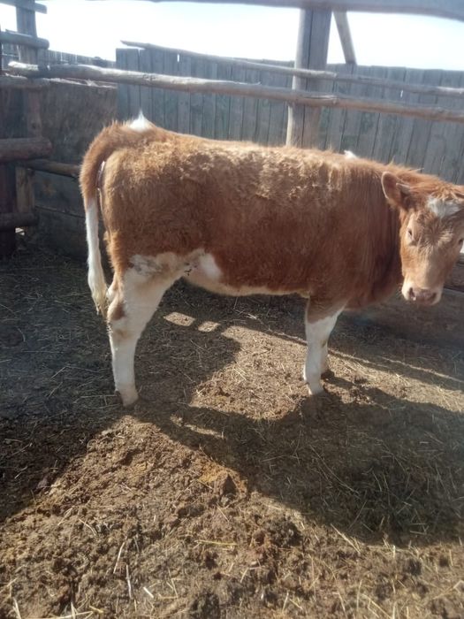 Продам три головы на откорме