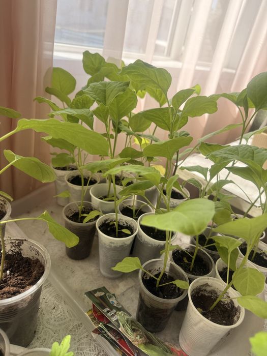 Продам расаду баклажан