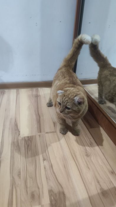 Нашли кошку, беременную