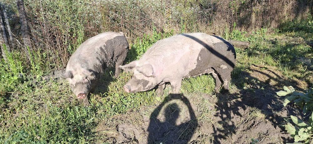 De vânzare Porci