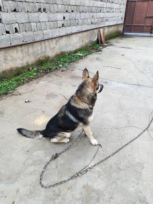 Овчарка сталады. Продам овчарку.