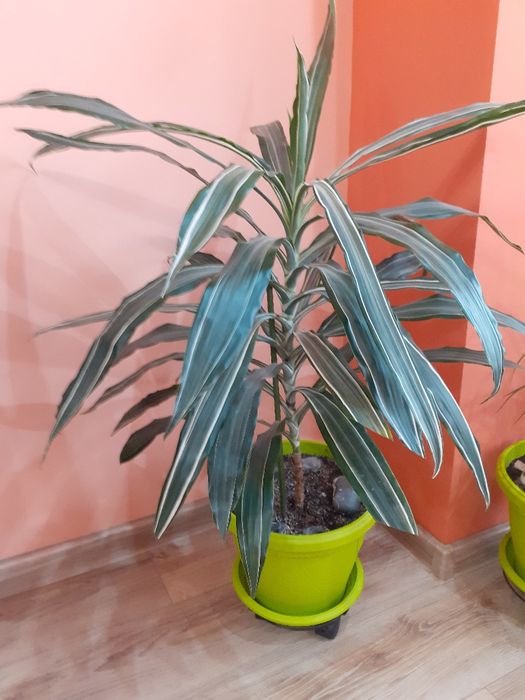 Продавам Палма (Драцена)