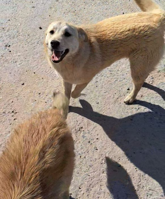 Бесплатно собака