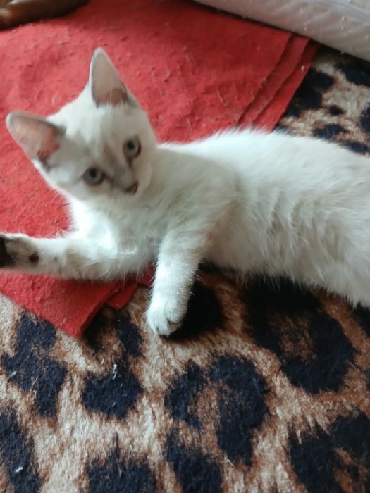 Отдам милый ,умных котят.