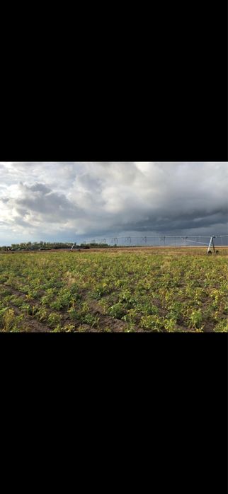 Сдается земля 200 гектар