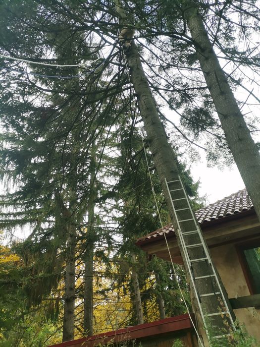 Резитба на големи дървета