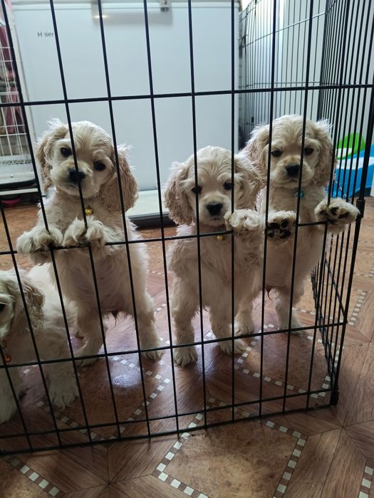 Американский кокер спаниель щенки.