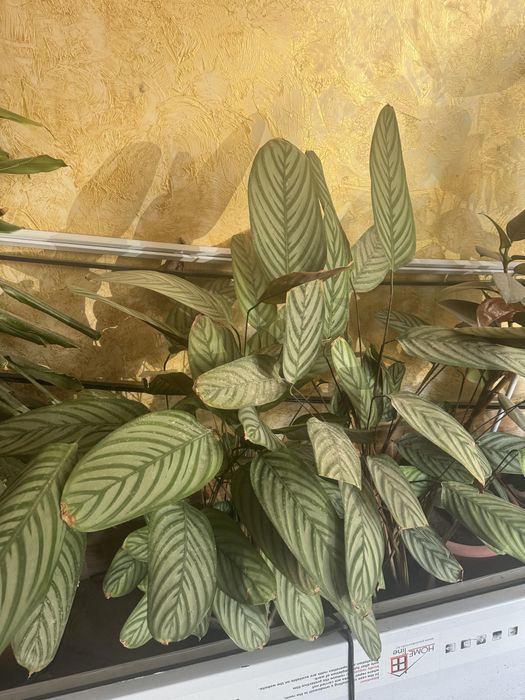 Домашние цветы