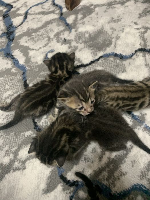 Toza zotli bengalskiy mushuk bolalari sotiladi