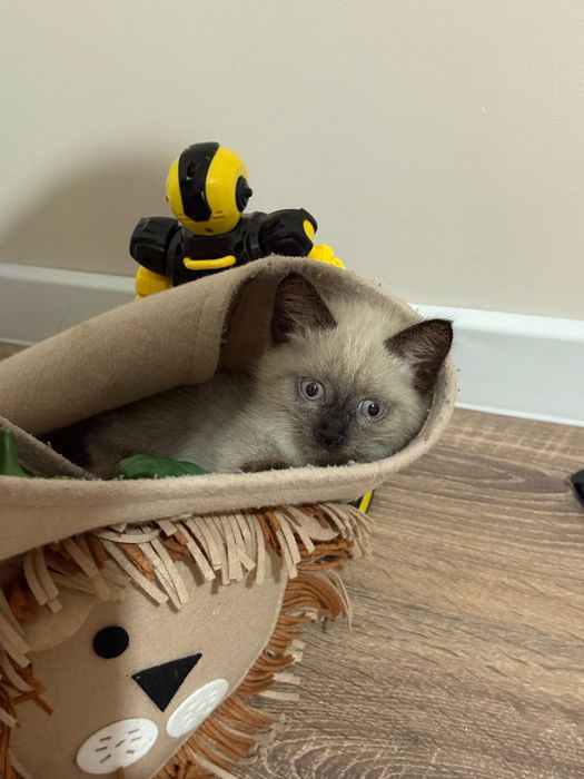 Отдам котенкаМия