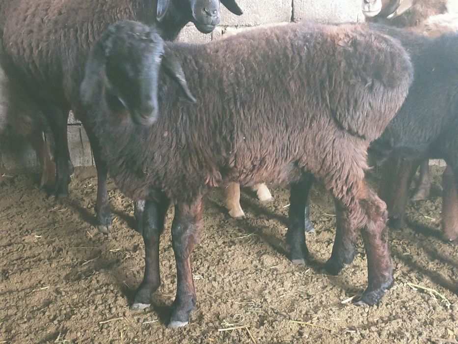 Тоқтылар сатылады