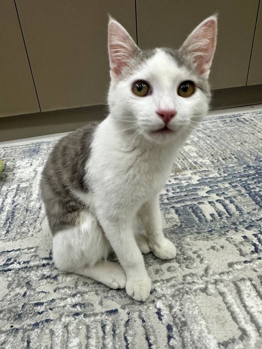 Кошка в заботливые руки.  Отдам даром