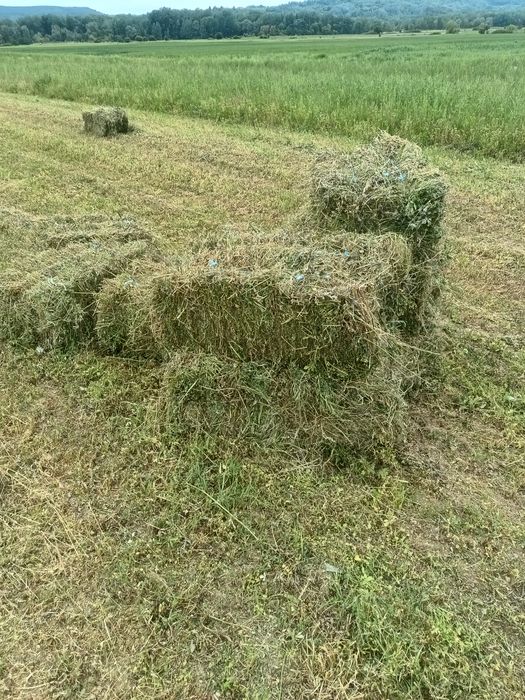 Baloți de lucernă și fan