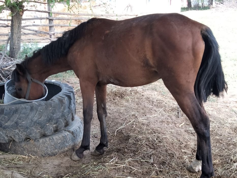 Жылкы сатылады еркек тай