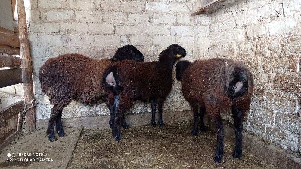 Семіз қойлар 6 ай жемдетұрған