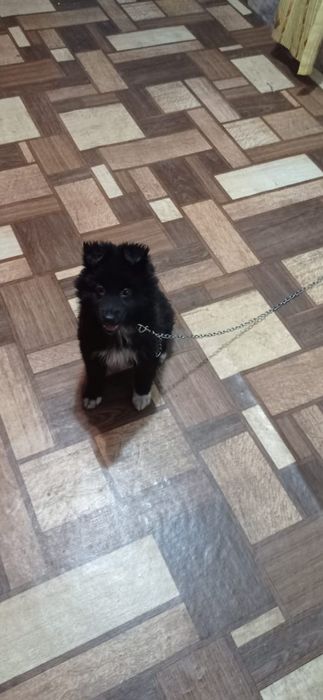 Бесплатно отдам щенка девочку в добрые руки