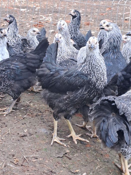 Puicute de oua de 4 luni