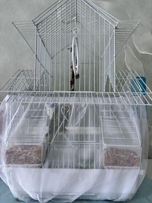 Продам попугаев с клеткой
