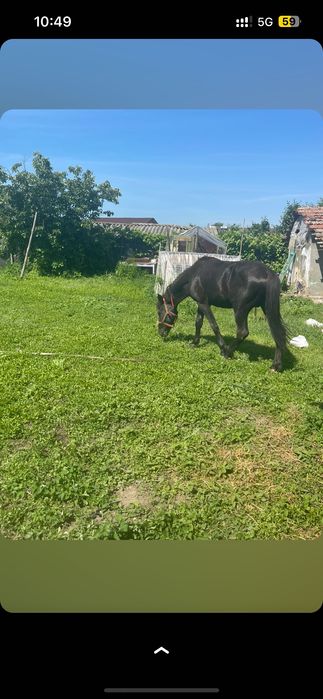 Cal de vânzare 2 ani jumate